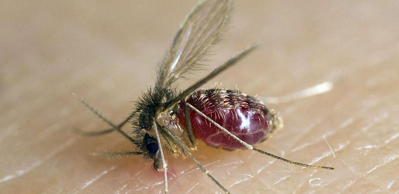 lutzomyia-longipalpis-mosquitojpg