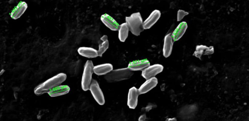 bacteria-suelojpg