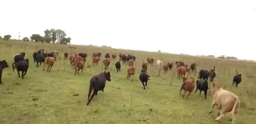 vacas-campojpg