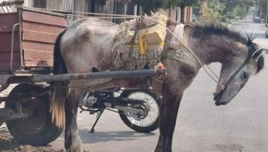 caballo-carrojpeg