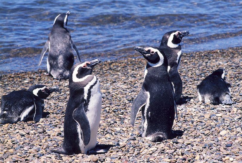 magellan-pinguinejpg
