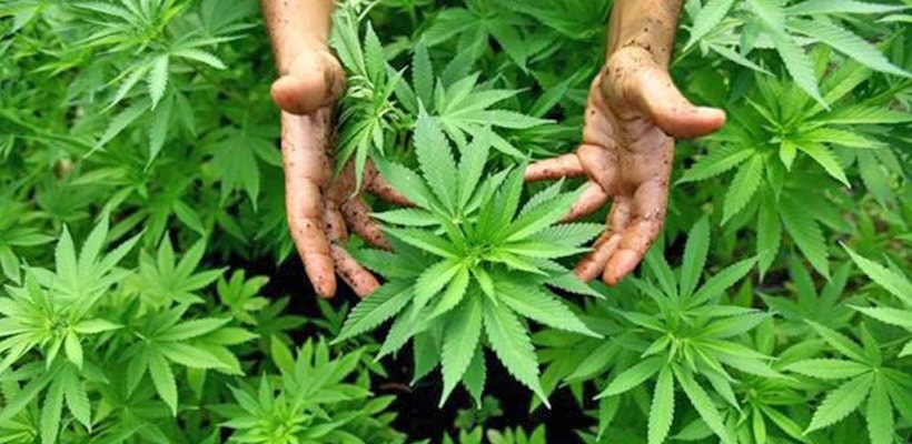 cannabis-minjpg