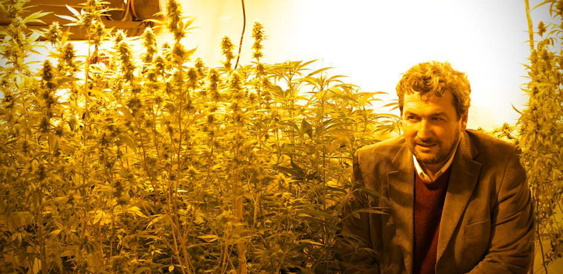 semilla-cannabis-la-platajpg