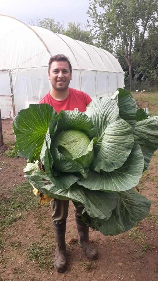 repollo gigante.jpg