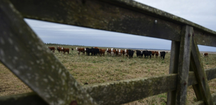 roban-campo-fontezuelajpg