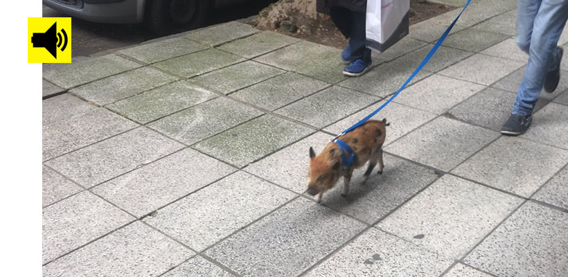 mini-cerdos-radiojpg