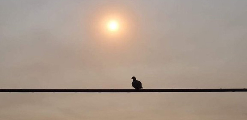 humo-amanecer-pajarojpg