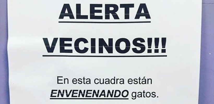 gatos-envenenadosjpg