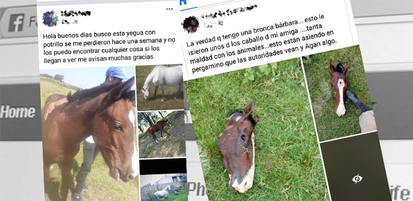 robo-caballos-minjpg