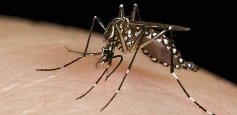 dengue-mosquitojpg