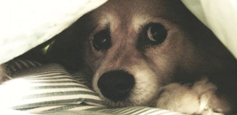 perrito-minjpg