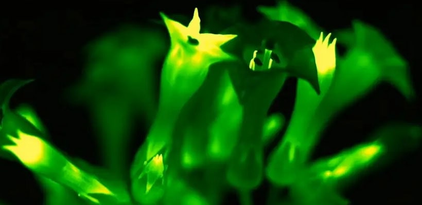 plantafluo-minjpg