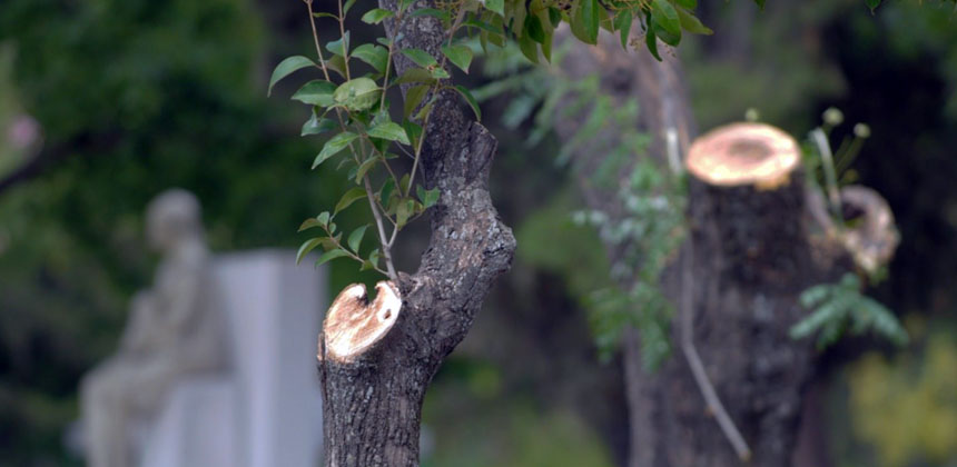 arbol-podadojpg