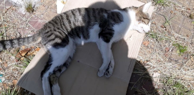 gato-muertojpeg