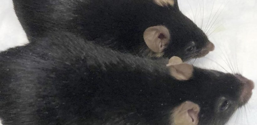 ratones-minjpg