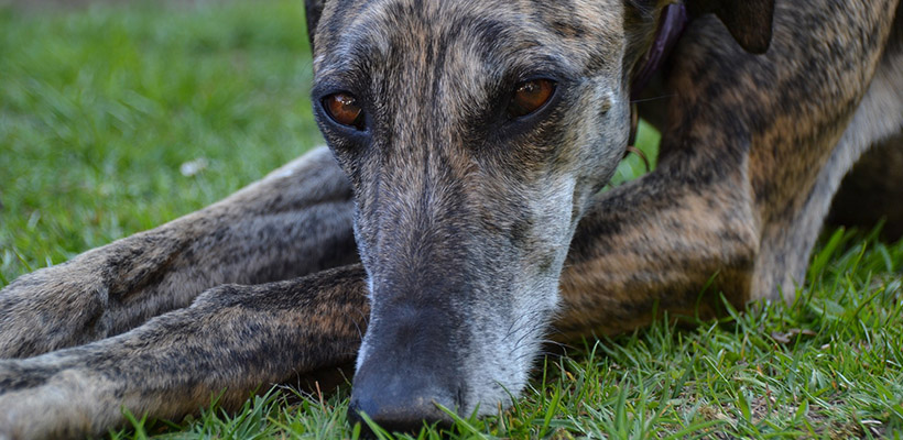 perro-galgojpg
