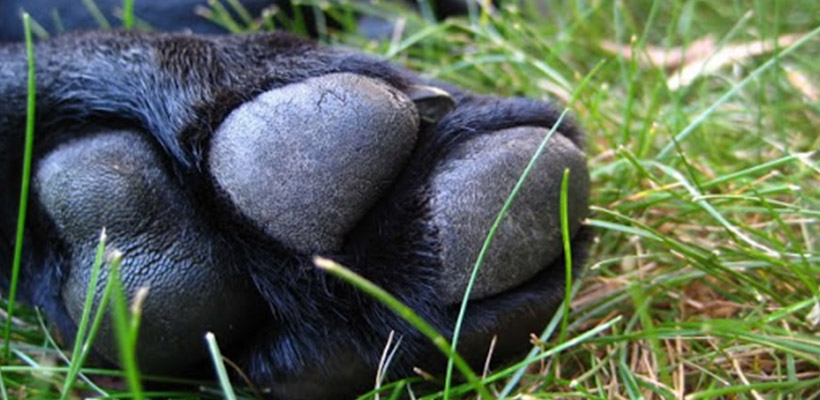 perro-negro-patajpg