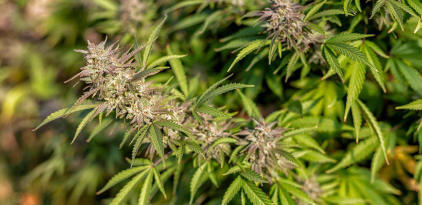 cannabis-estataljpg