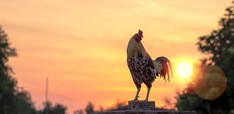 Sonido de gallo para despertador 2025