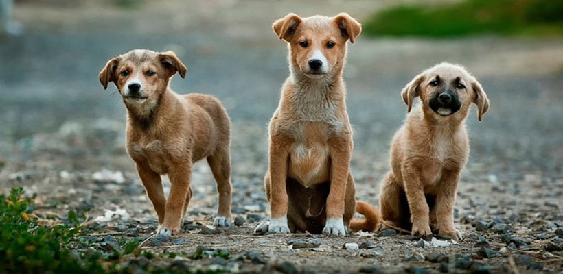 perros-1-jpg