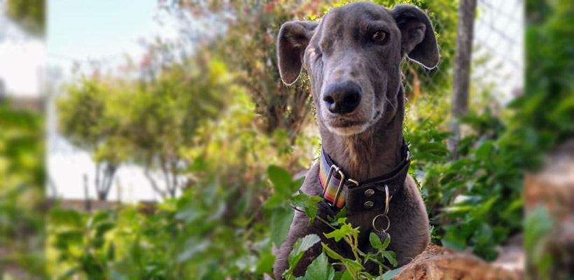 galgo-pergjpg