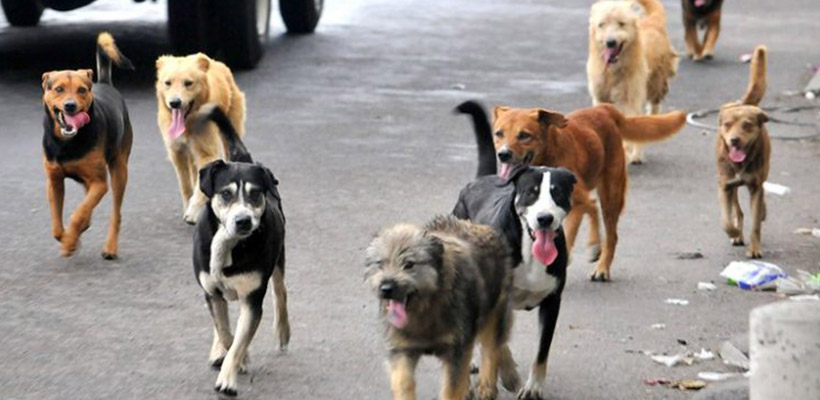 perros-callejerosjpg