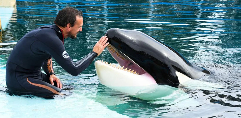 orca-mundo-marinojpg