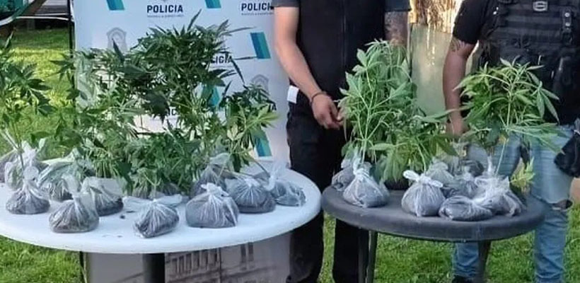 monte-plantasjpg