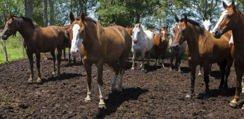 chacabuco-equinosjpg