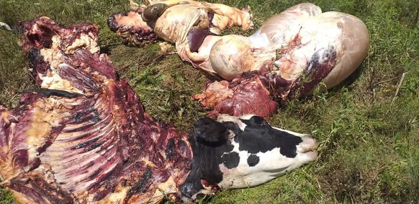 vaca-agrojpg