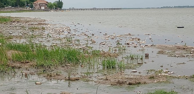 chascomus-pecesjpg