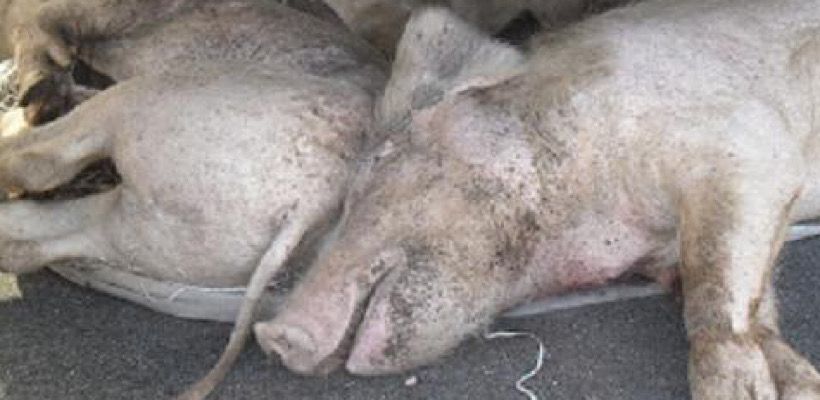 lechon-robadojpeg