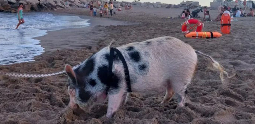 chancho-mardeljpg