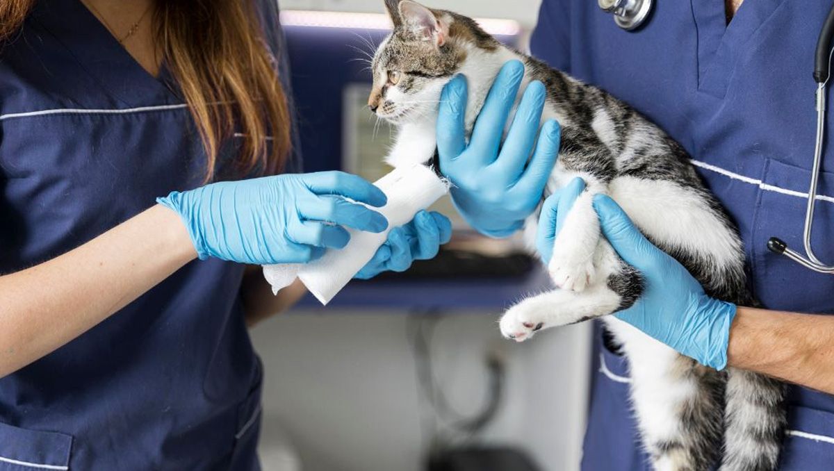 veterinaria-gatojpg