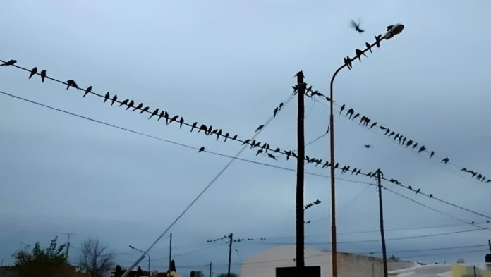 loros-villarinojpeg