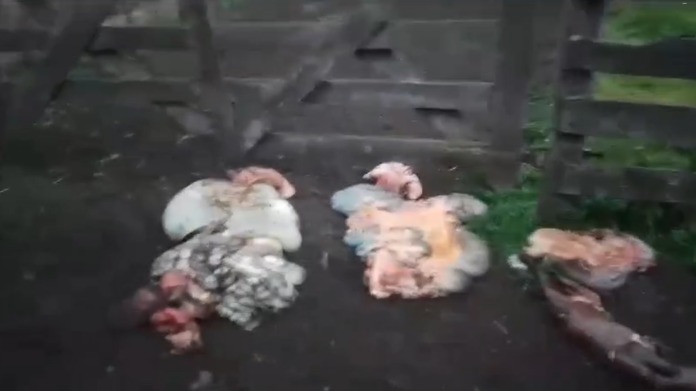 panza-animalesjpeg