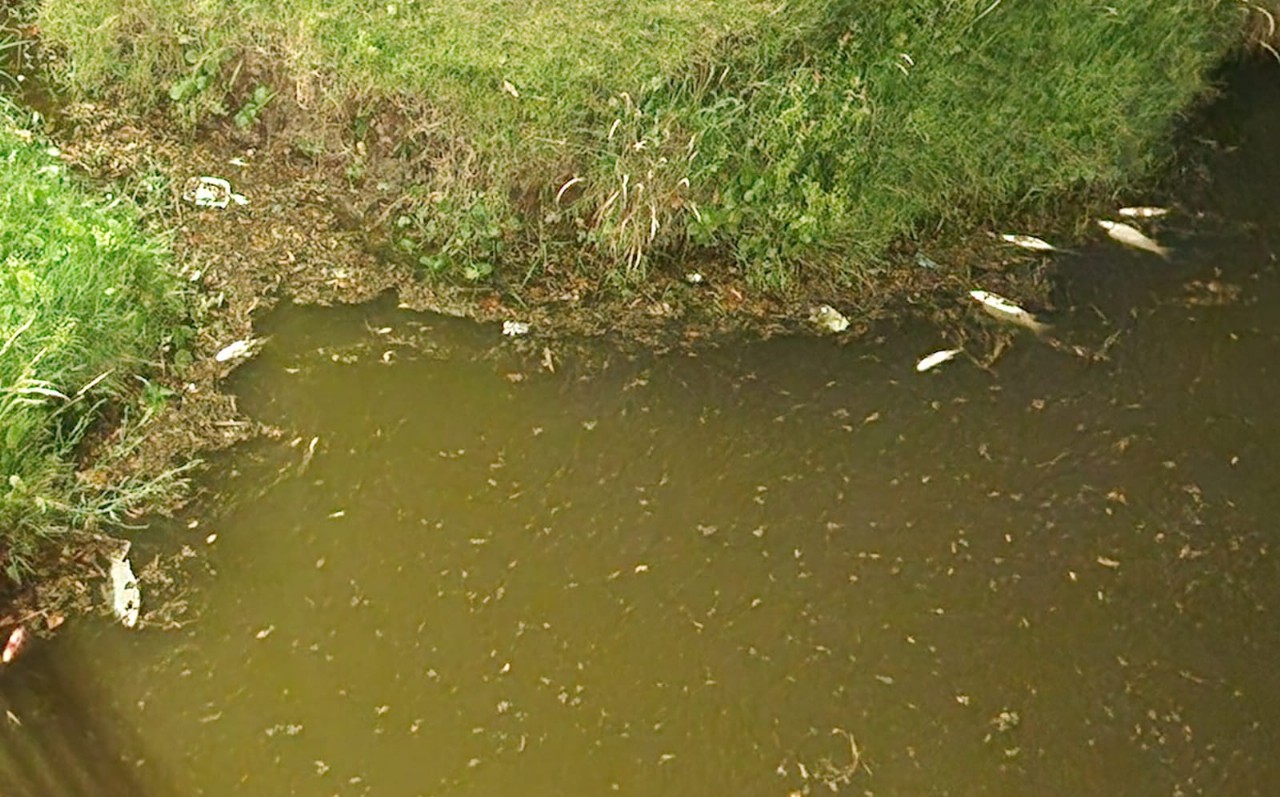 peces-arroyojpg