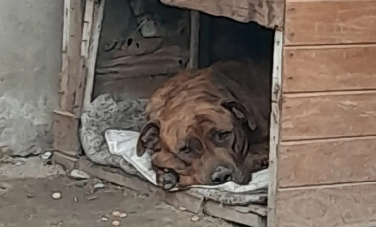 crueldad-animaljpg