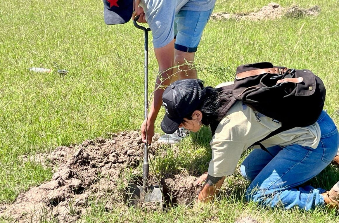plantacion-arboljpg