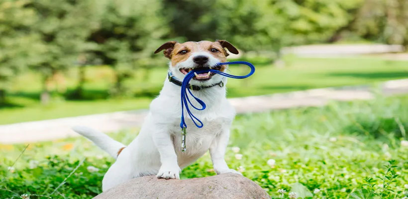 perrojpg