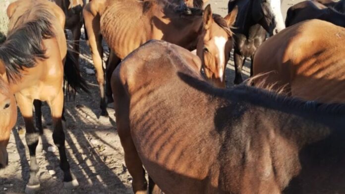 caballosjpg