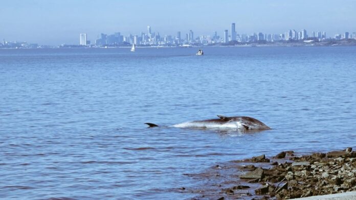 ballena-vicentejpg