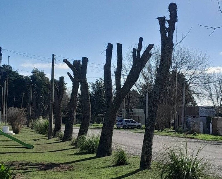 arboles-fontezuelajpg