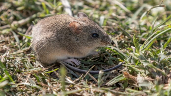 ratonjpg