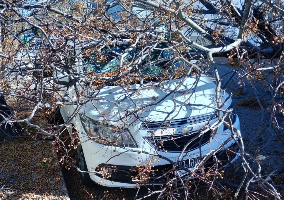 arbol-autojpg