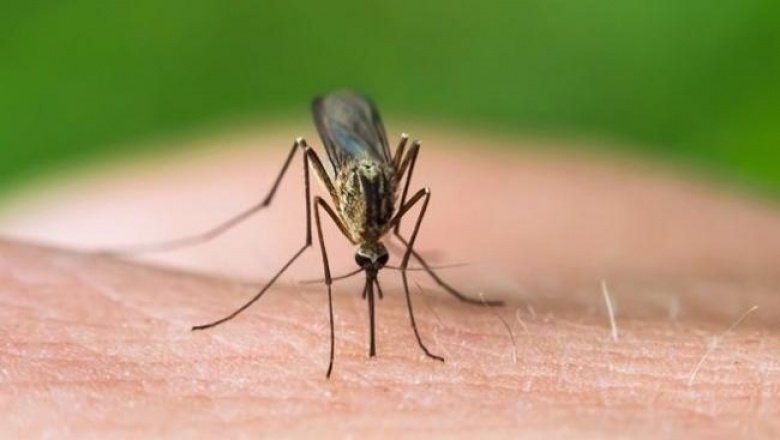mosquitojpg
