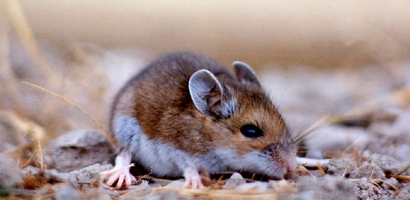 raton-colilargo-minjpg